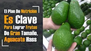 NUTRICIÓN ARBOL DE AGUACATE HASS