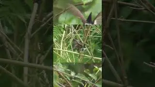 Bẫy Chim Chào Mào Bổi Mới Nhất