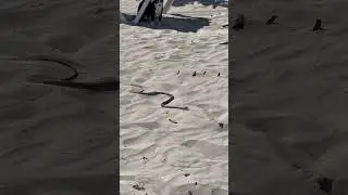КУБИНСКАЯ АНАКОНДА 🐍