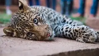 Cute Baby Leopard and Volunteering Q&A