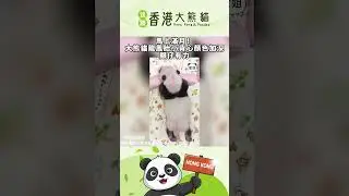 馬上滿月！大熊貓龍鳳胎小背心顏色加深，腳仔有力#香港大熊貓 #panda  #香港 #hongkong