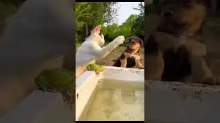 komik videolar