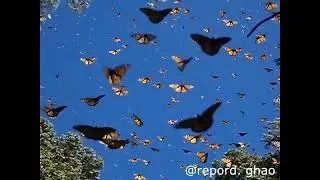FREDDIE DREDD - SKY (Remake Instrumental) *reupload*
