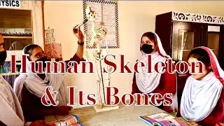 Matric Class Science Demo: Exploring the Human Skeleton and Its Bones