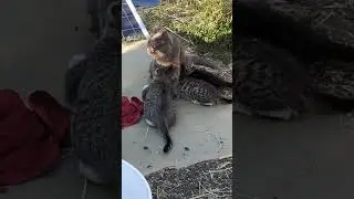 Milking momma cat