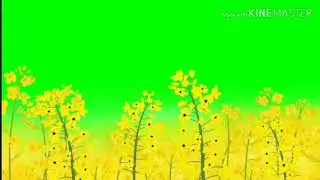 green screen yellow colour scenery effect