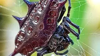 Macro Phone Photography with Samsung S20 Fe Part 2 (Spider)