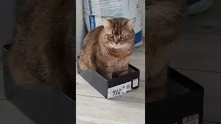 💥НАКОНЕЦ-ТО!! Бакс дождался новую лежанку😁