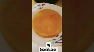 My second scoby #viral #food #fermentation #beverage #drinks #diet #healthy