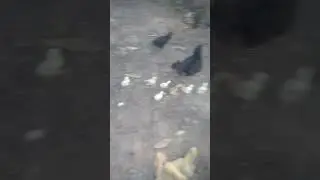 Mais pintinhos de qualidade chegando
