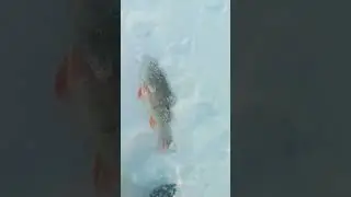 деревня Согом. озеро Мамкин Сор. рыбалка в ХМАО.