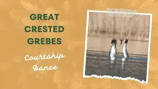 Great Crested Grebe Courtship Display
