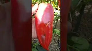 Сладкий перец СЛОНОВО УХО! Мега Урожайный крупноплодный сорт