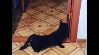 Кошки тоже танцуют тверк