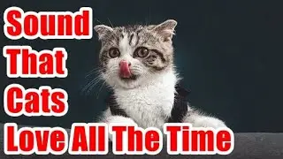 Sound That Cats Love All The Time