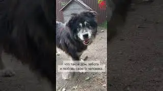 Ко Дню беспородных собак