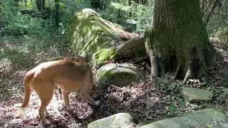 Культовый камень и дерево любви...