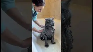 Кот который любит купаться ￼
