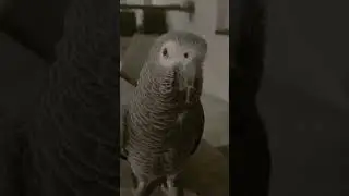 Обучение Жако Бендера Громова