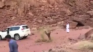 Прадик и дерево. Автоприколы.