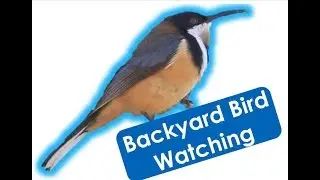 Bird Watching in Australia | Eastern Spinebill