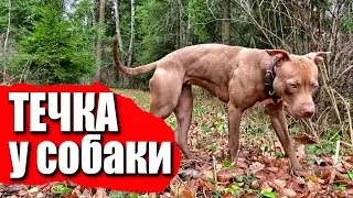 Вторая течка у Джины. Разница между первой и второй. Реакция Тайсона