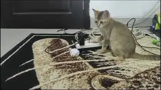 Cattlyn dapat bola kertass .#kucingimutlucu #catlover #cutecat