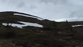 Rein på Hårskallen