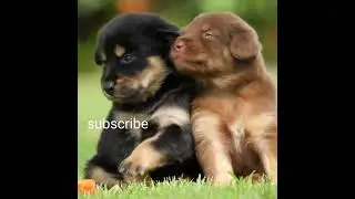 cute funny animals