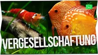 GARNELEN MIT FISCHEN UND KREBSEN ZUSAMMENHALTEN | Fische oder Garnelen in einem Aquarium? GarnelenTv