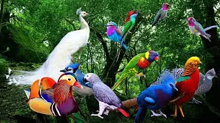 28 самых ярких и красивых птиц мира