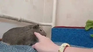 Поросячий політ (інша озвучка) #guineapig #морская_свинка #cavia  #мурчак