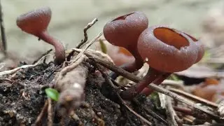 Весенние грибы. Думонтия Шишковатая  (Dumontinia tuberosa)