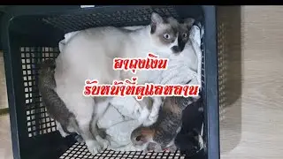 อาถุงเงิน รับหน้าที่ดูแลหลาน