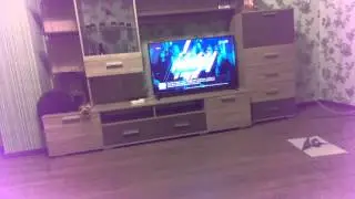 Сева и попугаи