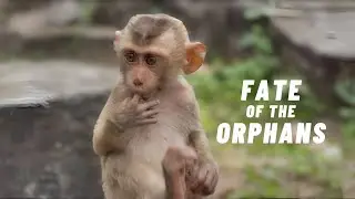 FATE of the orphans baby MONKEY [ENG SUB] | 4K Animals video