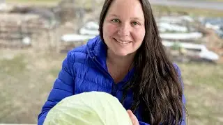 Harvesting Fresh Produce IN JANUARY from my SUBURBAN GARDEN