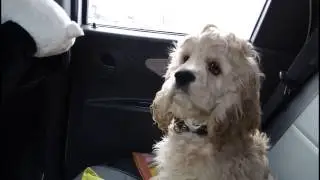 кокер спаниель