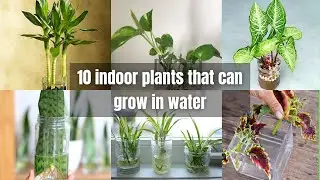 10 indoor plants that can grow in water | houseplants you can grow in water