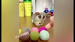 Чуть не лопнул со смеха 😂🤣забавные кошки и собаки.