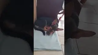 собака-шлагбаум