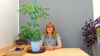 Фикус Бенджамина на штамбе (ч.6).