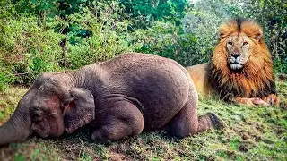 7 Animals That Could Defeat An Elephant