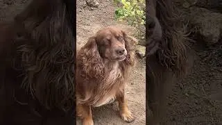 My friend 💗💗💗💗☺️#doglover