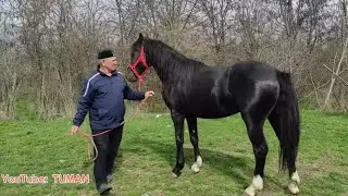 Конный рынок Лошадей. Чечня Грозный урус-мартан.26.03.2023г