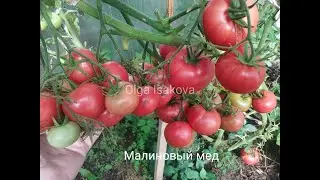 Лучшие сорта  томатов для теплиц ./The best varieties of tomatoes