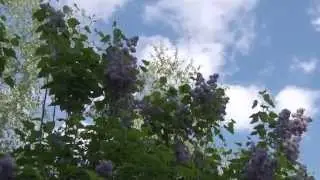 Odgłosy w ogrodzie