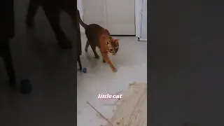 I think I like this little cat 😺 #catshorts #catmeme #orangecat