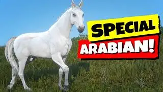 Get the ONLY Male White Arabian EARLY in RDR2!