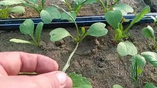 Why do radish leaves curl?